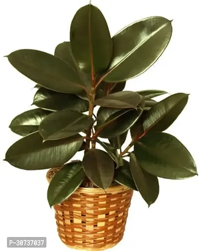 Ukanda Rubber Tree Live Rubber Plant for Indoor Home DecorationAir Purification v53-thumb0