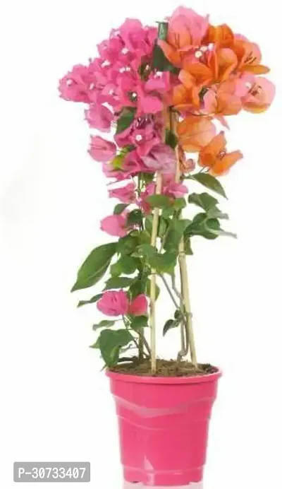 Ukanda Baugainvillea Plant Bougainvillea Plant Kagaj Flower Live Plant FP43-thumb0