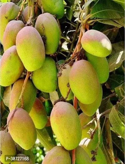 Ukanda Mango Plant MANGO_JAPANESE_VARIETY_286-thumb0