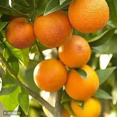 Ukanda Orange Plant Nagpur Mandarin Orange All Time Variety Grafted Fruit Live PlantsTree(1-1.5 Ft Size)-thumb0