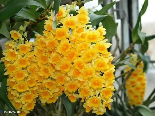 Ukanda Lily Plant Dendrobium densiflorum orchid-thumb0