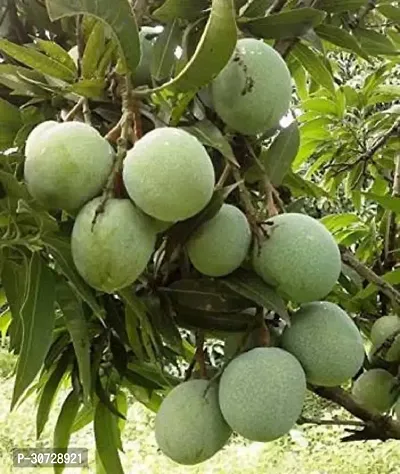 Ukanda Mango Plant Gardens Live Ramkela MangoAam Grafted Fruit Plant For-thumb0