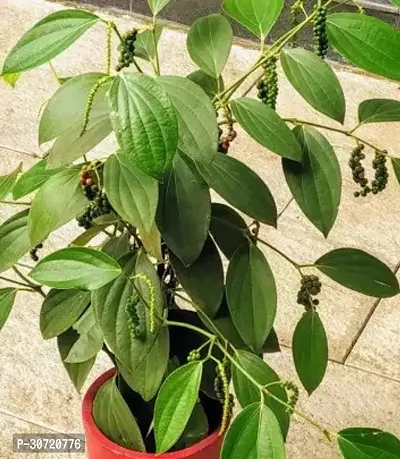 Ukanda Black Pepper Plant JJTR4 black pepper-thumb0