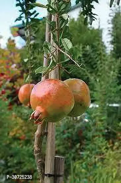 Ukanda Pomegranate Plant Pomegranate Plant 117