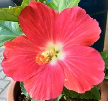 Ukanda Hibiscus Plant red hibiscus4-thumb2