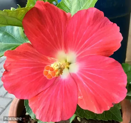 Ukanda Hibiscus Plant red hibiscus4-thumb3