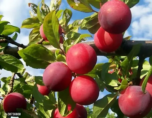 Ukanda Aloo BukharaPlum Plant Aloo Bukhara Fruit Plant-thumb0