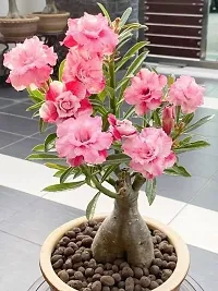 Ukanda Adenium Plant Adenium Plant1-thumb2