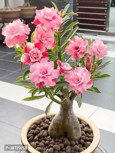 Ukanda Adenium Plant Adenium Plant1-thumb3