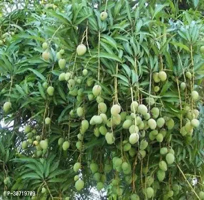 Ukanda Mango Plant SL_Mango3-thumb0