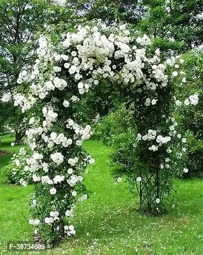 Ukanda Rose Plant Creeper White Rose plant CZV81-thumb2