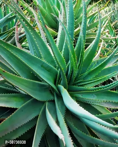 Ukanda Aloe Vera Plant aloevera plant 961-thumb0