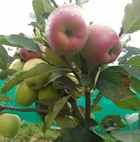 Ukanda Apple Plant Harman-99 Apple Plant-thumb1