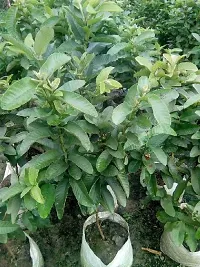 Ukanda Guava Plant GuavaAmrud Sardar L49 Fruit Plant With Pot - Healthy Live Plant Outdoor Plant-thumb1