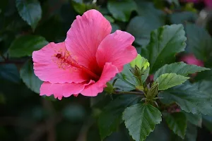 Ukanda Hibiscus Plant Checkered Hibiscus Plant-thumb2