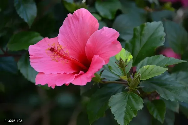 Ukanda Hibiscus Plant Checkered Hibiscus Plant-thumb3