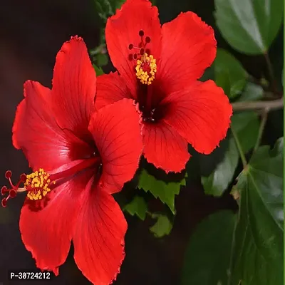 Ukanda Hibiscus Plant red hibiscus4-thumb0