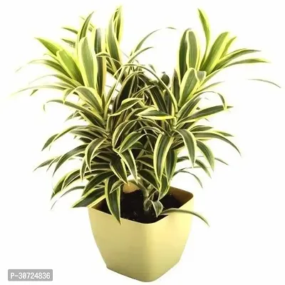 Ukanda Song Of India Plant VBVNH123-thumb0