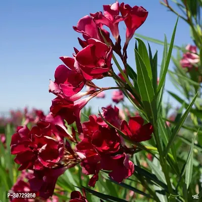 Ukanda Oleander Plant Red karabired Nerium oleander flowerkarabi flower plant-thumb0