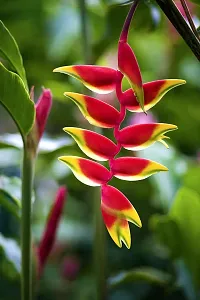 Ukanda Bird of Paradise Plant bird of paradise flower-thumb1