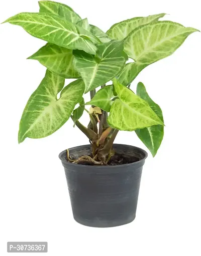 Ukanda Syngonium Plant Ultima Gardening, Syngonium Green Ornamental Indoor Plant-thumb0