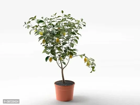 Ukanda Lemon Plant RSP_834-thumb0