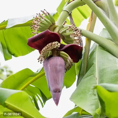 Ukanda Banana Plant BANANA PLANT OOL-thumb0