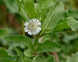 Ukanda Bhringraj Plant Bhringraj (White)Eclipta alba Medicinal Plant-thumb2