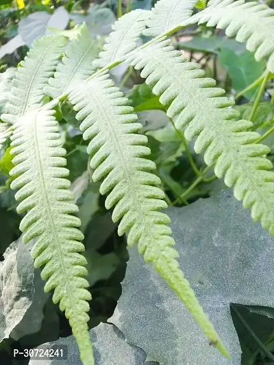 Ukanda Fern Plant Fern