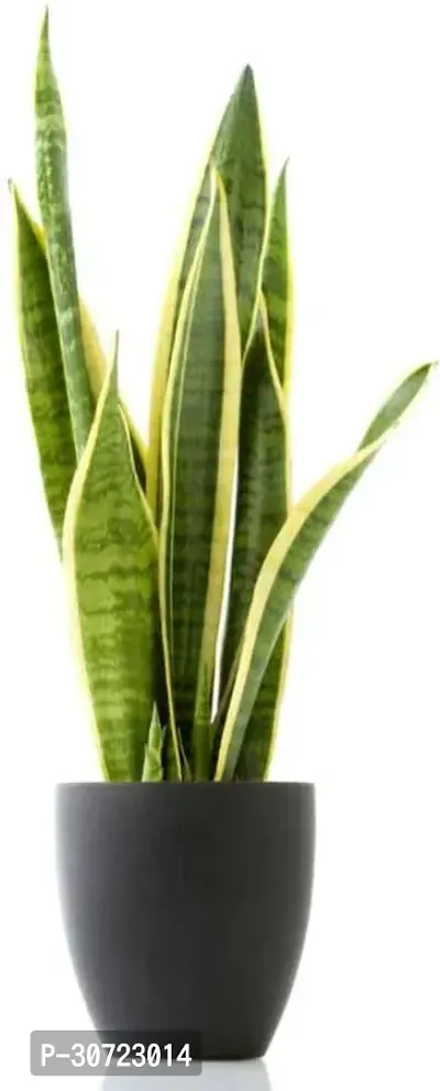 Ukanda Snake Plant Air Purifier Snake Plant Pot Included Live Plant-thumb0