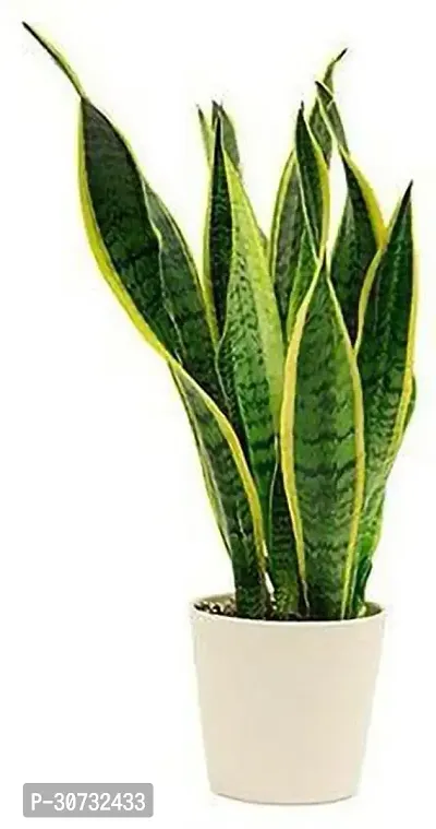 Ukanda Snake Plant GSDLANTOJ_139-thumb0