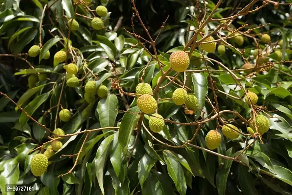 Ukanda Litchi Plant grine litch