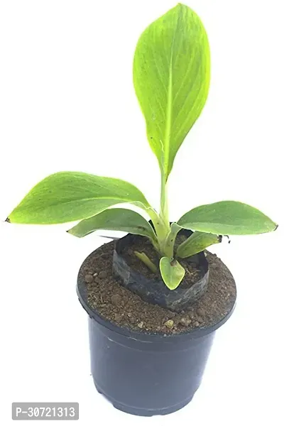 Ukanda Banana Plant ELA34-thumb0