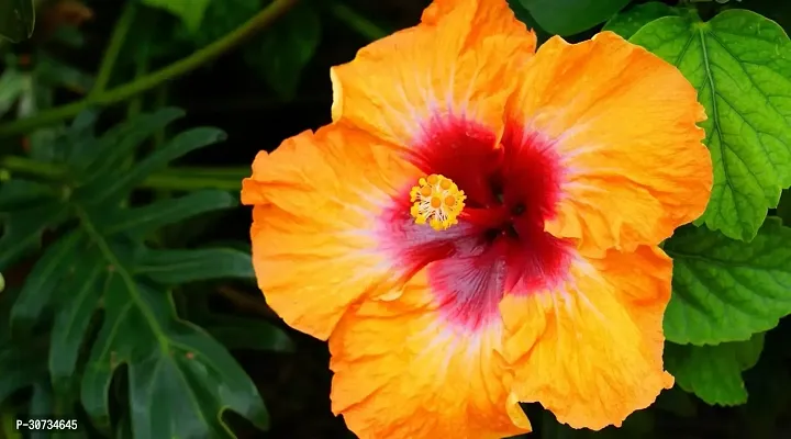 Ukanda Hibiscus Plant Pune Veraites Orange HibiscusJoba-thumb2