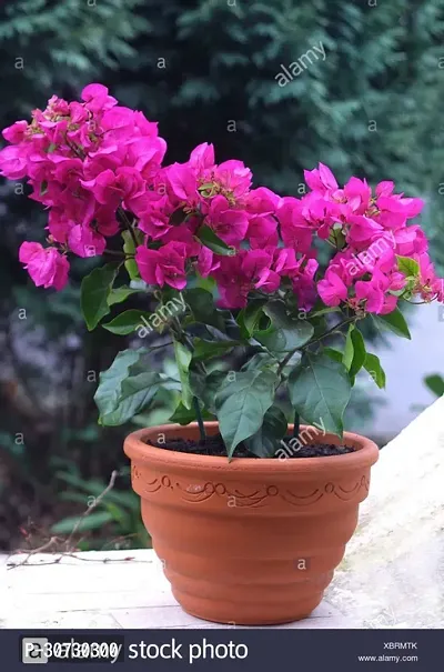 Ukanda Bougainvillea Plant HVLIVE_242-thumb0