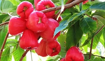 Ukanda Wax Apple White Wax Fruit Red wax Apple plant-thumb1