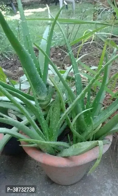 Ukanda Aloe Vera Plant AARA11-thumb0