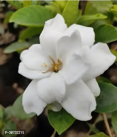 Ukanda Jasmine Plant Gandharaj plantJasmine plant-thumb0