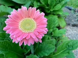 Ukanda Gerbera Plant GERBERA PLANT-Z19-thumb1