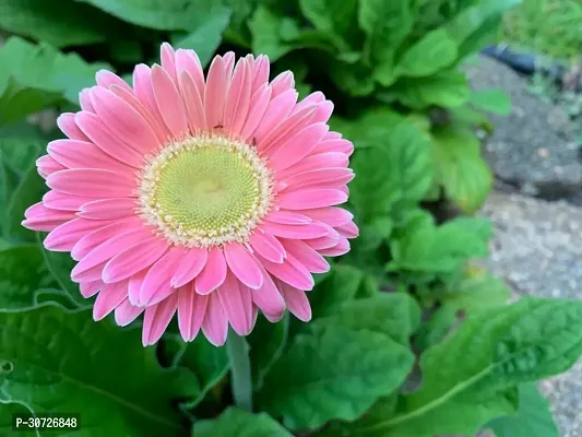 Ukanda Gerbera Plant GERBERA PLANT-Z19-thumb2