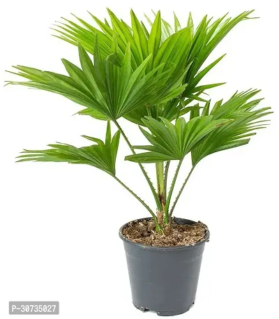 Ukanda China Palm Plant RS-Ch-palm-2541-thumb0