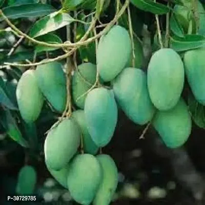 Ukanda Mango Plant mngo Catimon Grafted Live Sweet Mango Plant-thumb0