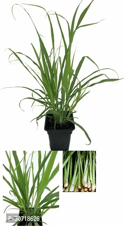 Ukanda Lemon Grass Plant LEMON GRASS PLANT-thumb0