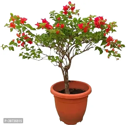 Ukanda Bougainvillea Plant Bougainvillea live plantwith pot color red-thumb0