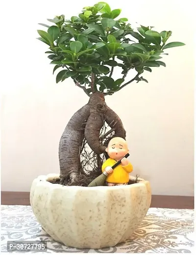 Ukanda Ficus Bonsai Plant Ficus bonsai tree live plant, Live plant for ficus bonsai tree CF_B241-thumb0