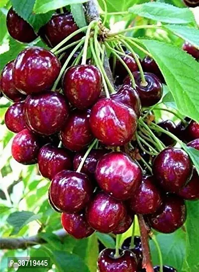 Ukanda Cherry Fruit Plant cherry36-thumb0