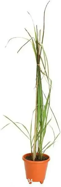 Ukanda Lemon Grass Plant Lemon Grass Plant-1-thumb0