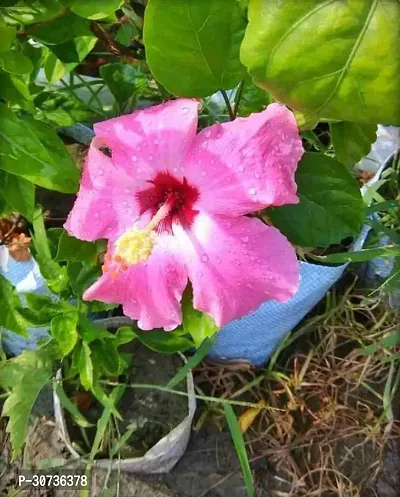 Ukanda Hibiscus Plant Live hybrid Hibiscus plantLP_Hibi_1-thumb0