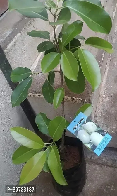 Ukanda Jamun Plant Axotic Jamun-thumb2