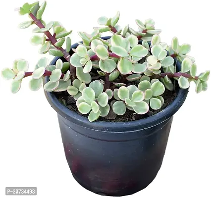 Ukanda Jade Plant Natural Rare jade variegated plant with pot 9pack of 1)-thumb0